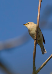 chiffchaff