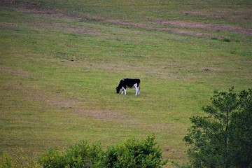 Solitary cow grazing in field 