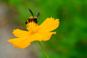 Bee collecting nectar on yellow flower