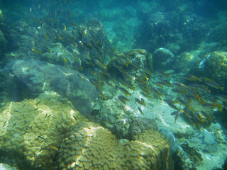 Fototapeta na wymiar A shoal of fish underwater the sea