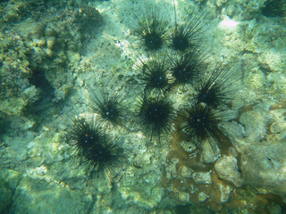 Fototapeta na wymiar a shoral of sea urchins on the underwater stone