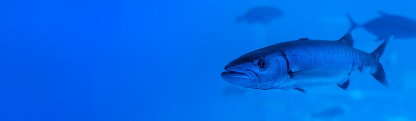 fish swim in blue water, ocean or aquarium. kupny plan, panorama. Copy space