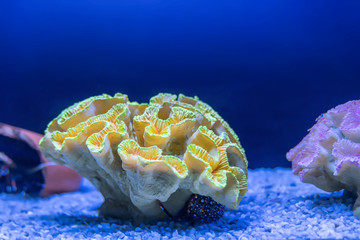 yellow coral in the blue water of the aquarium, close-up