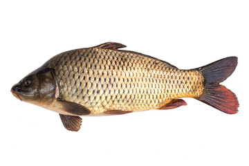 big carp fish isolated on white background