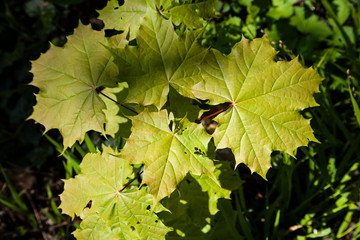 Parc Vallee aux Loups