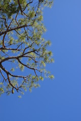 Tree branch and clear blue sky background detail