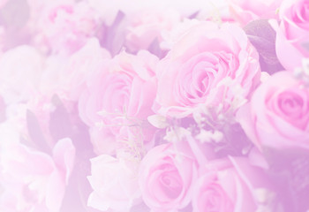 Blurred of Rose flowers blooming. in the pastel color style for background.