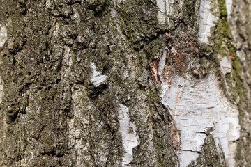 Old wood bark with cracks close up. Backgrounds and textures