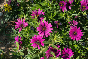 Parque Central de Valencia - Central Park of Valencia