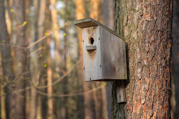 Old wooden birdhouse hanging on a birch tree in the park