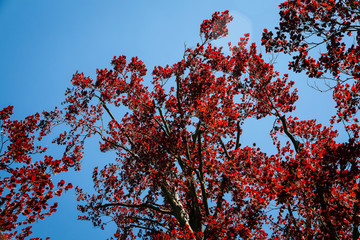 Parc Vallee aux Loups