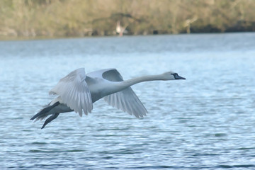 Swan taking off from water