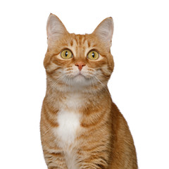 Fototapeta premium Portrait of Satisfied Red Cat on Isolated white background, front view
