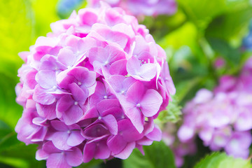 close up beautiful blooming blue hydrangea flowers
