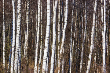 Grove of birch trees with white trunk in spring