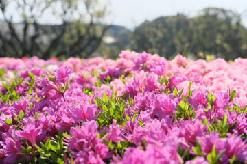 太陽の光に照らされる綺麗なツツジの花