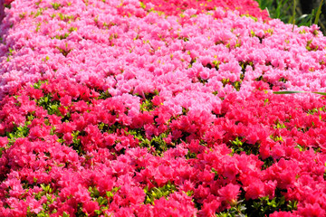 満開に咲いた美しいツツジの花