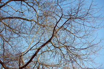 The branches of the trees against the sky in spring