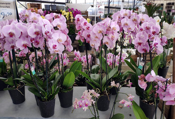 vente d’orchidées