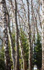 Fototapeta premium The trees in spring