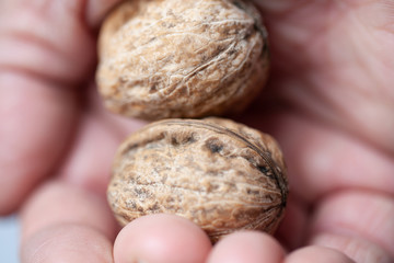 Two Walnuts in a Hand