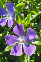 Fototapeta premium Vibrant lila or violet flowers of herbaceous periwinkle (Vinca herbacea)