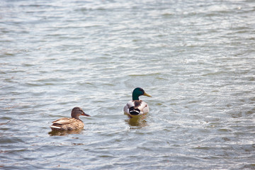 ducks swimming in the water