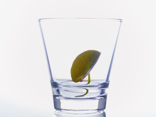 glass of water