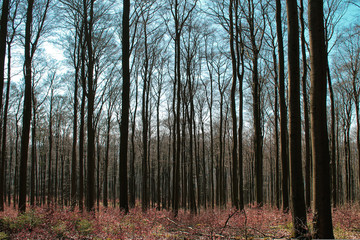 Obraz premium Wald im Frühling 