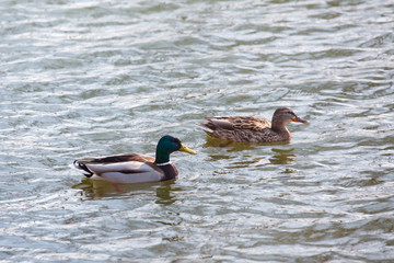 ducks swimming in the water