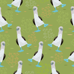 Dancing blue-footed boobies pattern