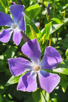 Vibrant lila or violet flowers of herbaceous periwinkle (Vinca herbacea)