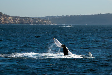 Sydney Australia, whale watching off South Head with coastline in background