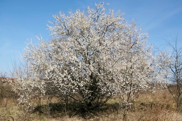 Fototapeta premium Lonely flowering fruit big tree in spring. White small flowers of Mirabelle plum, also known as mirabelle prune or cherry plum (Prunus domestica subsp. syriaca).