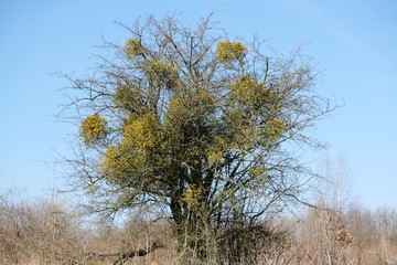 A sick withered tree attacked by mistletoe (viscum). They are woody, obligate hemiparasitic shrubs