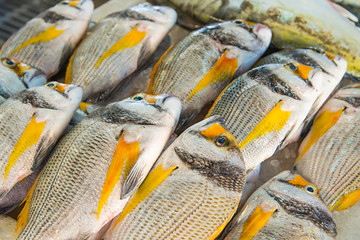 Fische auf dem Fischmarkt