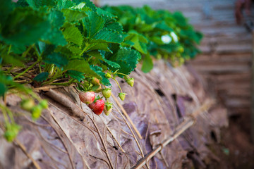 Red strawberry fresh fruit in field on plant