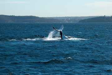 Sydney Australia, humpback whale near entrance to Sydney Harbour