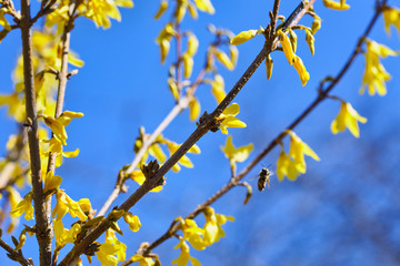 Spring background with yellow blooming flowers on branch in sunny day on blue sky. Bush forsythia gardening floriculture.