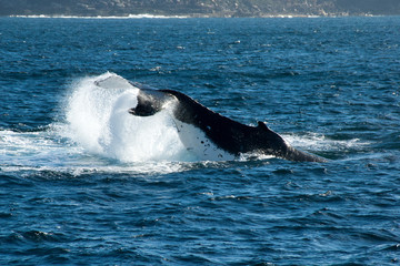 Sydney Australia, humpback whale diving during east coast annual migration 