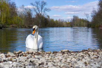 Frühlingsidylle am Schwanenteich Gießen