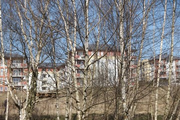 A birch row and apartment buildings in the background. The estate is located on the outskirts of the city, close to nature.