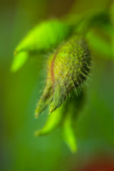 Allphotokz Poppy 20090608 0368 5D S