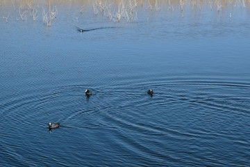 Three birds Common coot, coot (Fulica atra) floating on the lake. The wrinkled surface of the water creates an interesting pattern.