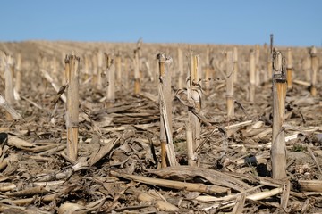 A field with stubble of maize, closeup in sunny spring