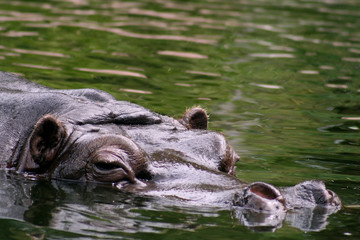 Hippopotamus in water