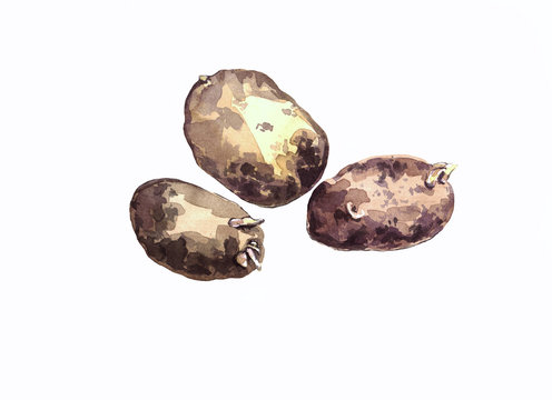 Stock illustration. Three potatoes painted in watercolor isolated on white background