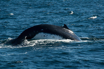 Sydney Australia, body and markings of a humpback whale diving with in sunshine