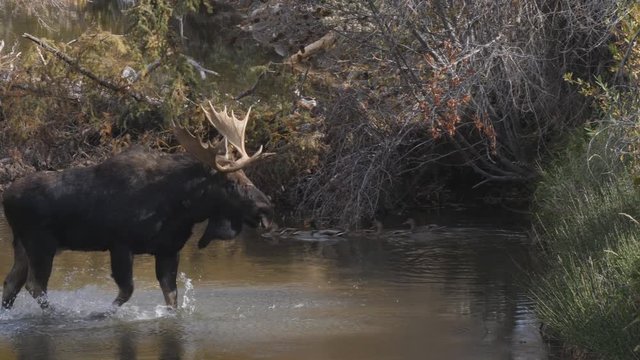 a bull moose crosses a stream at grand teton national park in wyoming, usa