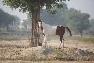 Fototapeta na wymiar marwari horse in the field
